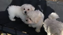Maltese Pups For Sale