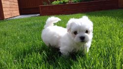 Stunning Small Maltese Puppies (pedigree)