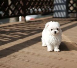 White Toy Maltese puppies