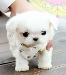 Lovely Male/Female Maltese Puppies.