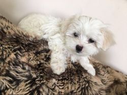 Maltese Puppies Ready Now