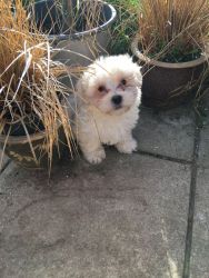Beautiful Quality Male Maltese Puppy, Ready Now!