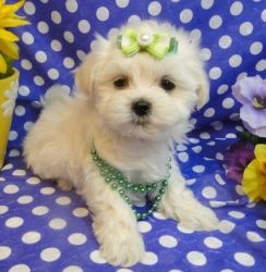 Vivian Maltese Puppies for Sale