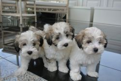 Morkie Puppies ...3/4 Maltese 1/4 Yorkie