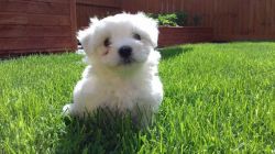 Adorable Maltese Terrier Puppies.mum And Dad Kcreg