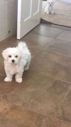 maltese puppy for rehoming