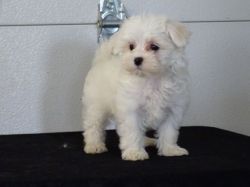 Well Trained Maltese Puppies For Sale
