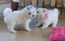 Gorgeous Teacup Maltese puppies for sale