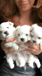 Sweet Maltese Babies Ready For their New Home