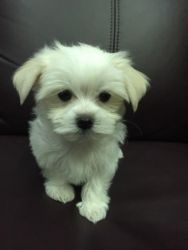 pure breed maltese puppies