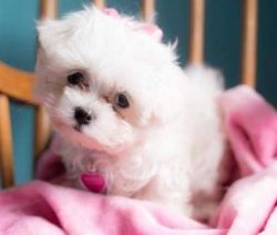 Super cute Teacup Maltese Puppies Set And Ready