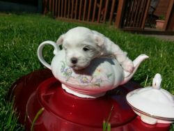 Akc Maltese Puppies For Sale