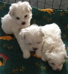 Purebred Adorable top quality Maltese puppies for sale