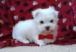 Adorable maltese puppies ready for loving family