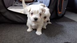 Kennel Club Reg. Tiny Show Quality Maltese Puppies