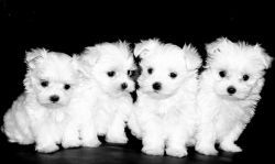 Purebred tiny teacup Maltese puppies for you