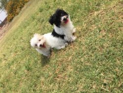 Maltese Puppies Ready For Adoption