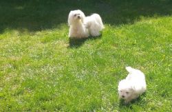 5 Adorable Maltese Puppies.