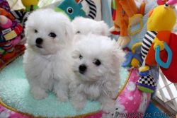 5 Adorable Maltese Puppies.