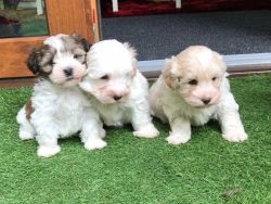 Absolutely Beautiful Kc Maltese Puppies