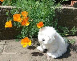 Stunning Tear Stains Free Maltese Puppy, One Left