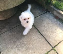 Micro Tiny Kc Registered Maltese Puppies