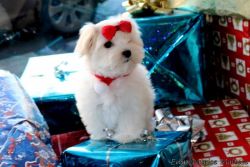 Gorgeous Kc Reg Maltese Puppy Boy