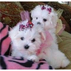 Apple-Head Maltese Puppies