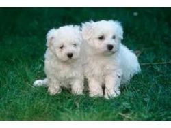 Pure Breed Maltese puppies Available Now. Brisbane