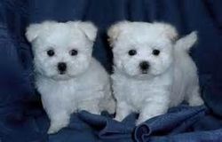 Stunning Genuine Maltese Puppies