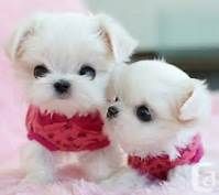 Exceptional AKC Maltese Puppies