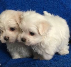 Beautiful Kc Reg Tiny Maltese Pups