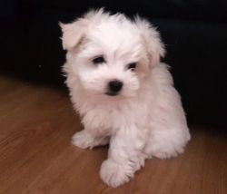 Stunning! Kc Registered Maltese Pups For Sale