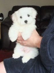 Maltese Puppies With So Much Love To Show.
