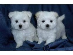Stunning Kc Registered Maltese Puppies Ready Now For Their 5 Star Home