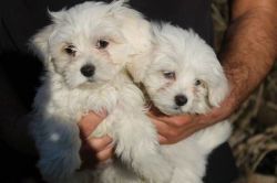 Full Pedigree Healthy Maltese Puppies brought up in our loving home an