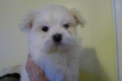 Female Maltese Puppy For Sale