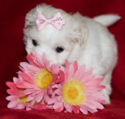 Beautiful Kc Reg Maltese Girl Puppies