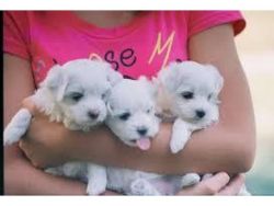 Excellent and sweet maltese puppies for free loving home