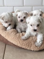 Gorgeous Maltese puppies for sale, litter born 15th May, mum is kc reg