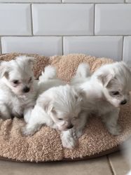 Kc Maltese Puppies Very Small