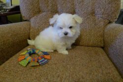 Micro Tiny Kc Registered Maltese Boy Puppy