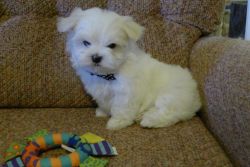 Micro Tiny Kc Registered Maltese Girl Puppy