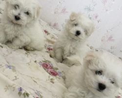 maltese puppies