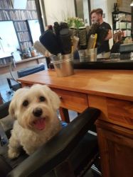 Adorable Well Trained Maltese Dog Needs New Home
