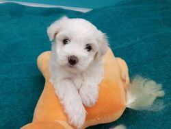Beautiful Tiny Boy Kc Registered Maltese Pups