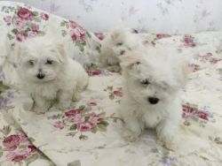 maltese puppies