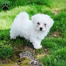 cute male and female Maltese puppies for adoption...