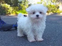 cute male and female Maltese puppies for adoption...