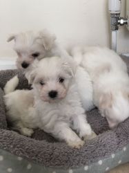 Kc Registered Maltese Puppies For Sale